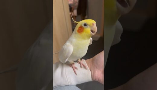 Adorable Cockatiel Jerry’s Super cute Cookie Cookie tu tu tu tu 🥰🎶🦜 #cockatiel #cockatielscraze