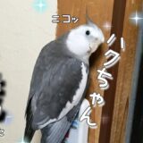 優しいオカメインコ、ハクちゃん2歳の可愛い日常✨