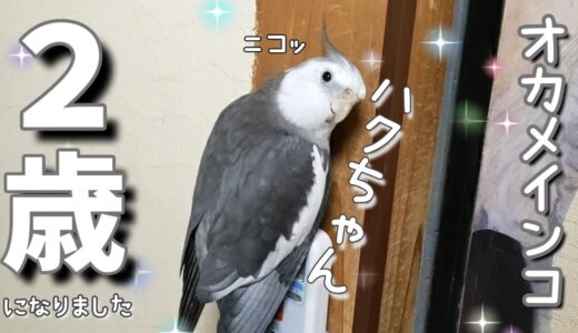 優しいオカメインコ、ハクちゃん2歳の可愛い日常✨