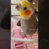 Adorable Cockatiel Larry’s Cute Singing Moments 🥰🎶🦜 #cockatielscraze #birdsinging #cutepets