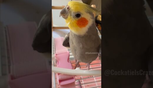 Adorable Cockatiel Larry’s Cute Singing Moments 🥰🎶🦜 #cockatielscraze #birdsinging #cutepets