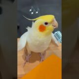 Super cute singing moments! 🎶🦜🥰 #cockatielscraze #birdsinging #cockatiel