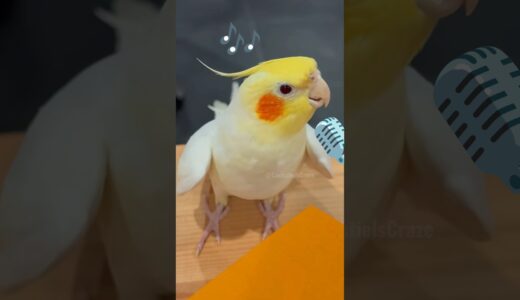 Super cute singing moments! 🎶🦜🥰 #cockatielscraze #birdsinging #cockatiel