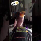 Monty The Naughty Cockatiel Doing his morning push-ups. 🤭😂💪
