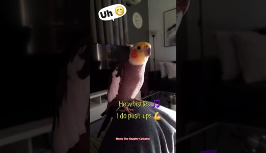 Monty The Naughty Cockatiel Doing his morning push-ups. 🤭😂💪