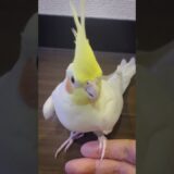 手に乗りそうで乗らないオカメインコ【たまちゃんねる】
