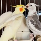 オカメインコの父子、テンとちょらの覇権争い　ついにちょら君が！