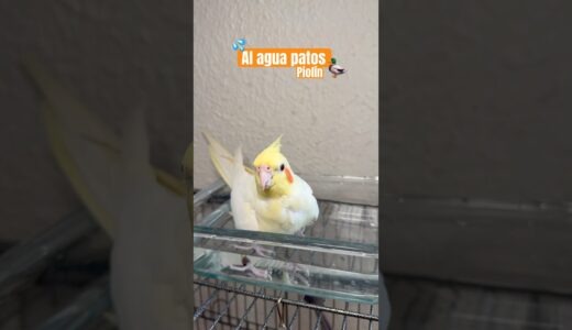 Al agua patos🎶  #birds #ninfas #aves #nymph #calopsita #cockatiel #birdslover #shorts #short