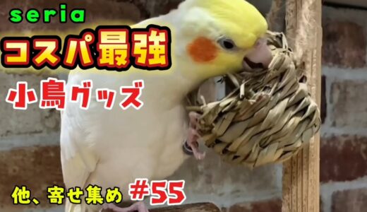 【オカメインコ】コスパ最強！seriaの小鳥グッズ見つけた❤️他、  shortsまとめ＃５５  #cockatiel #バードアスレチック #インコ芸 #癒し #インコおしゃべり #鳥 #インコ