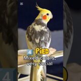 Top 5 Cockatiel Types for Beginners! 🦜