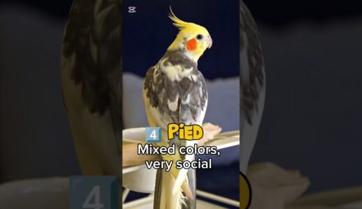 Top 5 Cockatiel Types for Beginners! 🦜