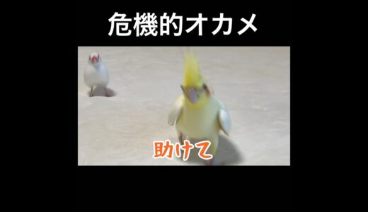 文鳥に追われるオカメインコ #ウーです    #javasparrow #オカメインコ#文鳥 #白文鳥
