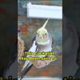 Special delivery from Riki 🐦✨  #cockatiellovers #birds #cockatiel