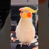 Sleepy Cuteness 🥱🦜🥰 #cockatielscraze #cockatiel #cutepets