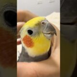 Guess who’s back? Larry the cockatiel, serenading us with the Cookie Song! 🥰🦜 #cockatielscraze