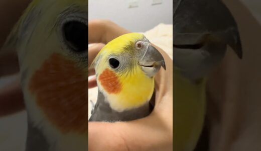 Guess who’s back? Larry the cockatiel, serenading us with the Cookie Song! 🥰🦜 #cockatielscraze