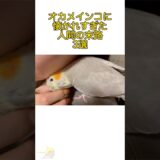 オカメインコに懐かれすぎた人間の末路3選 #オカメインコ #インコ #マロンの日記