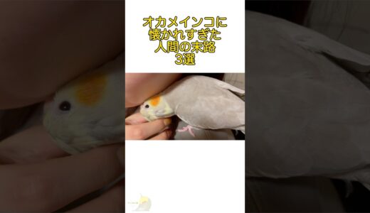 オカメインコに懐かれすぎた人間の末路3選 #オカメインコ #インコ #マロンの日記