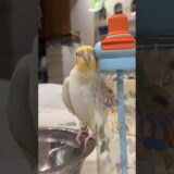 cute Kisses 😍😚🦜 #cockatielscraze #cockatiel #cutepets