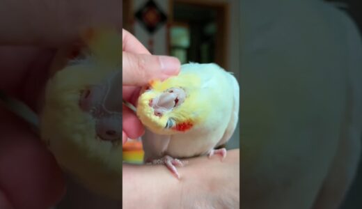 Cute Cuddly Moments 🥰🦜 #cockatielscraze #cockatiel #cutepets