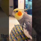 Zoro Cute Cockatiel Singing With MOM❤️ #cockatiel #calopsita #birds #cockatiels #cutebirds #parrot