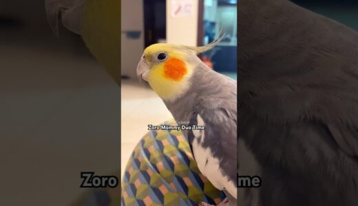 Zoro Cute Cockatiel Singing With MOM❤️ #cockatiel #calopsita #birds #cockatiels #cutebirds #parrot