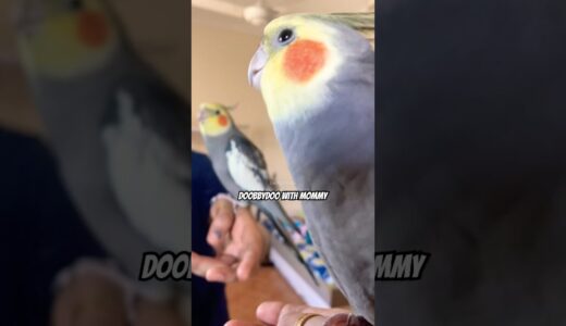 Cute Cockatiel Singing Adorable❤️#cockatiel #bird #birds #cockatiels #parrot #cutebirds #calopsita
