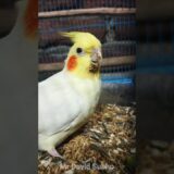 Lutino Cockatiel and Gray Cockatiel #parrot #tranding #birds #bird #cockatiel #shorts 411