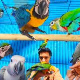 Macaw, Grey, Crimson, Cockatiel, Birds For Sale