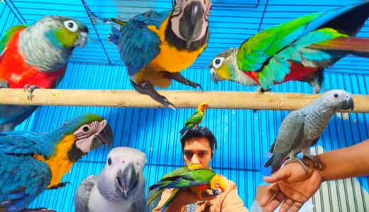Macaw, Grey, Crimson, Cockatiel, Birds For Sale