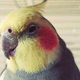 Music to Calm your Cockatiel | Calming Sounds for Cockatiels
