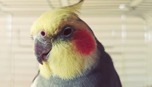Music to Calm your Cockatiel | Calming Sounds for Cockatiels