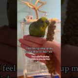 Never give up on taming #birds #budgies #cockatiel #fyp #bird #birds #parrot #parrots