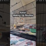 Rise and Shine: Cockatiel’s waking up routine! #cockatiel #birds #kutus #parrot #cute #pets #funny