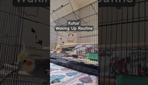 Rise and Shine: Cockatiel’s waking up routine! #cockatiel #birds #kutus #parrot #cute #pets #funny
