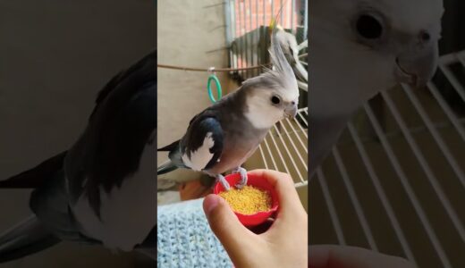 🦜#cockatiel #birds #parrot #cute #funny #mabirdcare #cutebird #pets #talkingparot #funny #cuteparrot