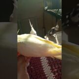 🦜#cockatiel #birds #parrot #cute #funny #mabirdcare #cutebird #pets #talkingparot #funny #cuteparrot