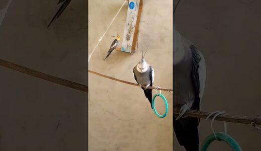 🦜#cockatiel #birds #parrot #cute #funny #mabirdcare #cutebird #pets #talkingparot #funny #cuteparrot