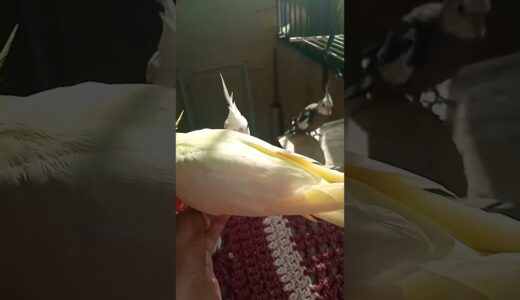 🦜#cockatiel #birds #parrot #cute #funny #mabirdcare #cutebird #pets #talkingparot #funny #cuteparrot