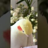 Cockatiels are the cutest comedians! Right? 🤗🥰🦜 #cockatielscraze #cockatiel #cutepets
