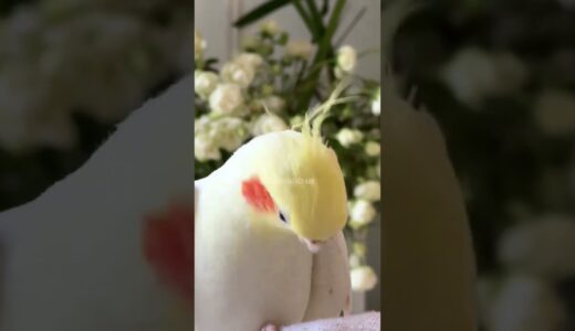 Cockatiels are the cutest comedians! Right? 🤗🥰🦜 #cockatielscraze #cockatiel #cutepets