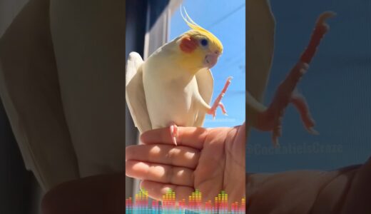 Adorable Cockatiel Pete serenading with Dancing foot 🥰🎶🦜 #cockatielscraze #cockatiel #birdsinging