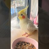 Super Cute Tapping frenzy 🥰🦜 #cockatielscraze #cockatiel