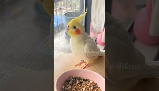 Super Cute Tapping frenzy 🥰🦜 #cockatielscraze #cockatiel