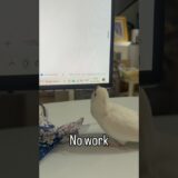 Taohu’s plan for the day◻️ #cockatiel #parrot #calopsita #birds #นกแก้ว #pets