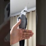 Adorable Cockatiel Skyler’s Cute Landing on my hand 🥰🦜 #CockatielsCraze #cockatielscraze
