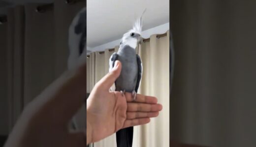 Adorable Cockatiel Skyler’s Cute Landing on my hand 🥰🦜 #CockatielsCraze #cockatielscraze