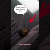 Mission impossible, Finding Daddy again. part 2 by Monty The Naughty Cockatiel 🤭😂