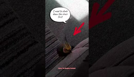 Mission impossible, Finding Daddy again. part 2 by Monty The Naughty Cockatiel 🤭😂
