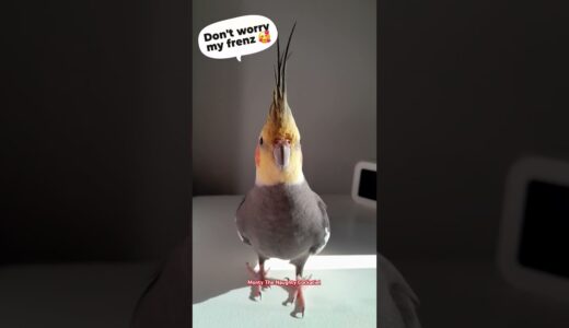 Montyvitamins for everyone by Monty The Naughty Cockatiel 😄🥰🧡